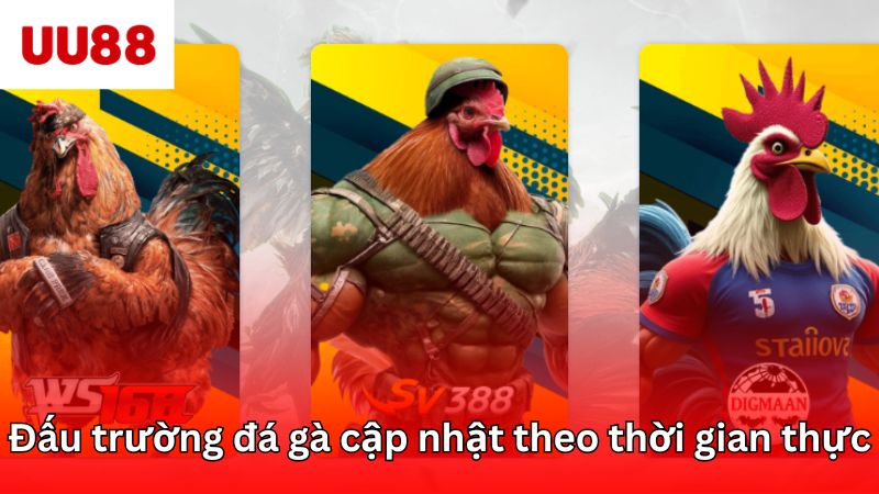 Đấu trường đá gà mãn nhãn cập nhật theo thời gian thực