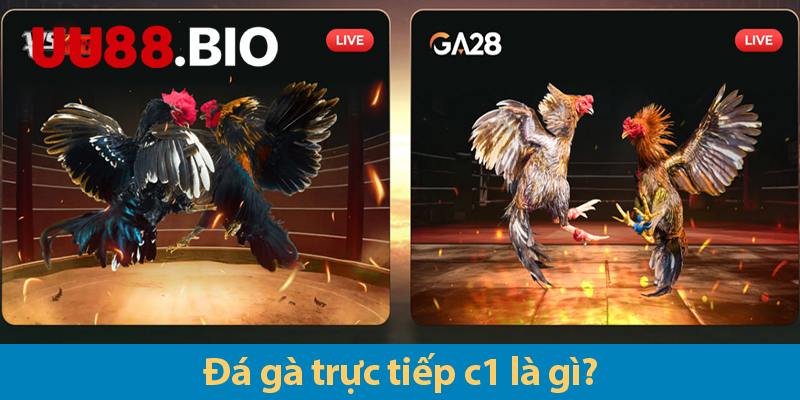 Gà chọi C1: Khám phá các ưu điểm và các hình thức đá gà 2025