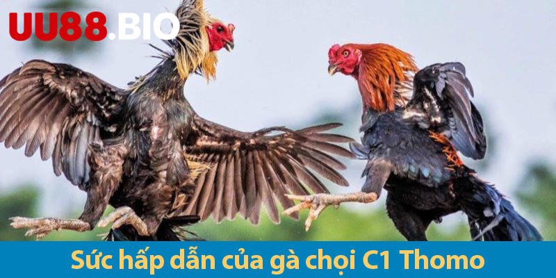 Gà chọi C1: Khám phá các ưu điểm và các hình thức đá gà 2025